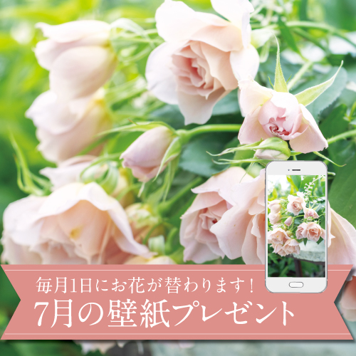 7月の壁紙(カレンダー付き)プレゼント